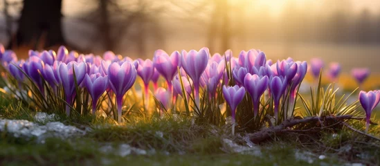 Tuinposter Purple crocus snowy dawn © vxnaghiyev