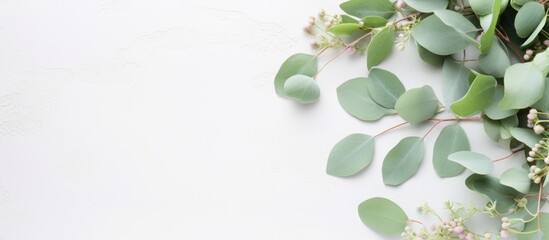 Eucalyptus leaves and blossoms on a white backdrop