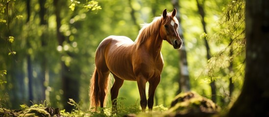Horse standing amidst trees in forest
