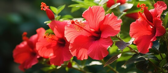 Red flowers bloom in garden