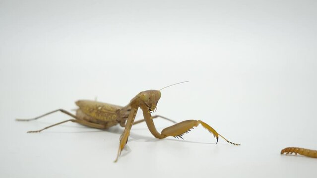 カマキリの捕食シーンC-1 (カマキリの捕食シーンC-1～C-4の4つの動画を繋ぎ合わせると、エサを捕獲してから完食するまでのワンシーンが完成します。)