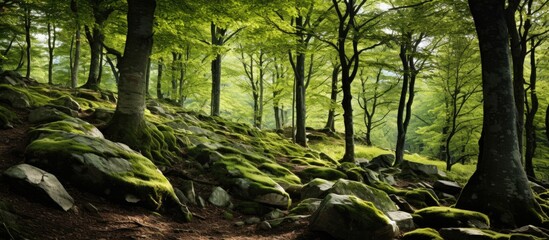 Rocky path through mossy forest - obrazy, fototapety, plakaty