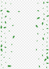 Greenish Foliage Background Transparent Vector. Leaf Abstract Illustration. Fresh Card. Light Green Concept Design. Plant Eucalyptus.