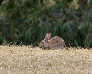 A walk through the Melton Botanical Gardens With a Rabbit