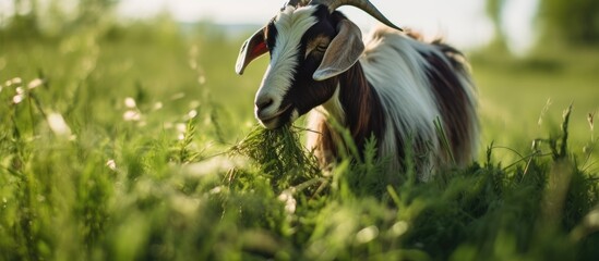Goat grazing peacefully in field