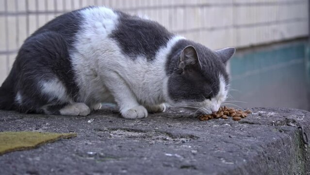 A bicolor cat engrossed in feeding, on a worn stone surface with a hint of yellow, highlighting a moment in the life of a street feline