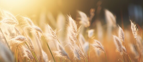 Tall grass glows in sun amid blurred background - obrazy, fototapety, plakaty