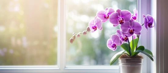 Rolgordijnen Purple orchid on windowsill © vxnaghiyev
