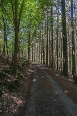 Fototapeta na wymiar Vertical shot of a forest hiking trail with tall lush green trees