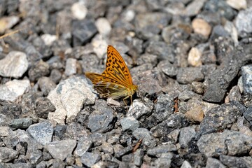 Closeup of silver-washed fritillary butterfly perching on rocks