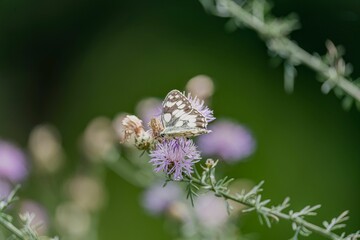 Closeup of butterfly perching on flower