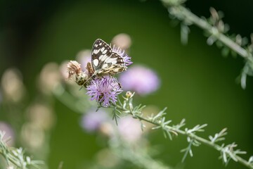 Closeup of Melanargia galathea butterfly perching on flower isolated in green nature background