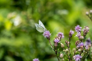 Closeup of the cabbage white butterfly, Pieris rapae on thistles.