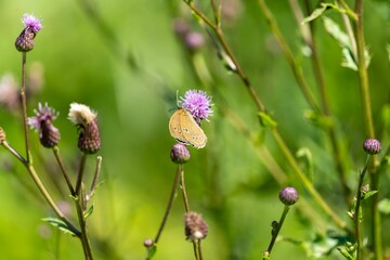 Closeup of butterfly perching on pink flower