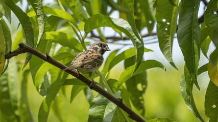 Sparrow perched on a tree branch.