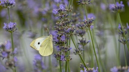 Yellow butterfly in a lavender field.