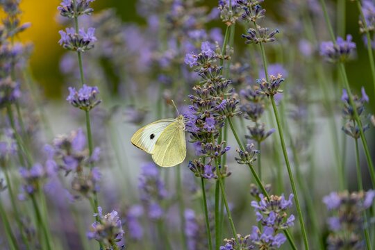 Yellow butterfly in a lavender field.