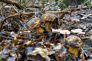 Selective focus of a boletus in a forest surrounded with dry leaves and branches