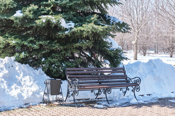 Wooden bench on wrought iron legs with railings near fluffy spruce. Winter landscape in city park.