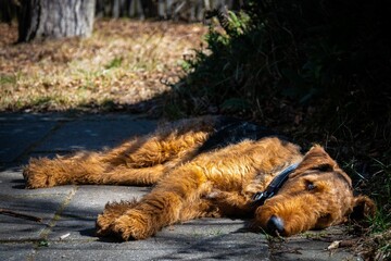 Airedale Terrier relaxing on the ground