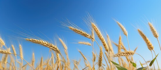 Wheat Field under Blue Sky