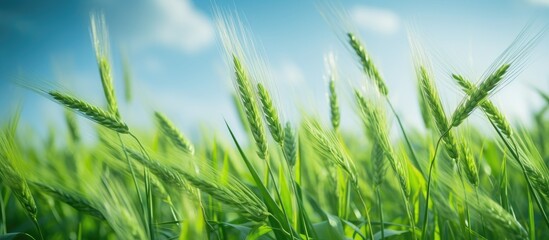 Fototapeta premium Green grass field under blue sky