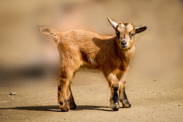 A baby goat standing in the sun
