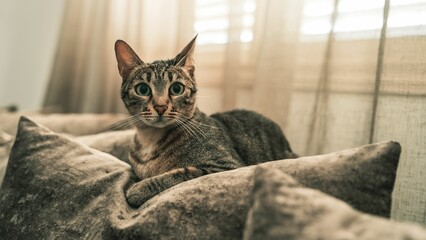 Adorable Domestic short-haired cat resting on the cushions and staring forward