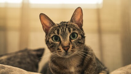 Closeup of adorable Domestic short-haired cat staring at the camera