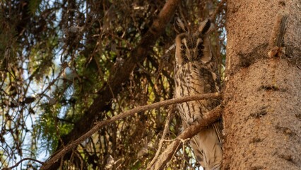 Fototapeta premium Long-eared owl perched on a tree