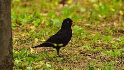 Common blackbird in its natural habitat