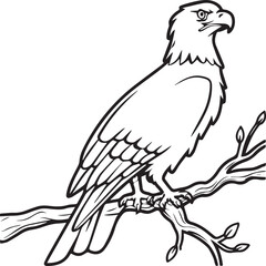 Eagle coloring pages. Eagle bird outline vector for coloring book