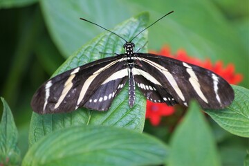 Closeup shot of a zebra longwing butterfly on a green leaf