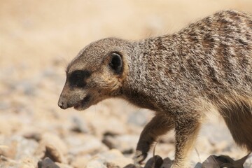 Fototapeta premium Closeup of a brown furry cute Meerkat at the zoo