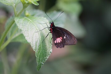 Closeup of a beautiful black butterfly perched on a green leaf with a blurred background