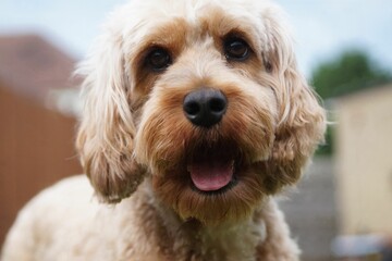 Closeup of a cute Cavapoo dog staring at the camera on a blurred background