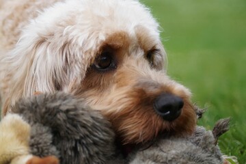 Closeup of a cute furry dog playing with its toy at the park