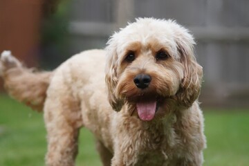 Closeup of a cute furry Cavapoo dog at the park