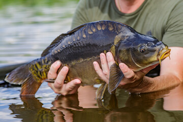 Carpfishing session at the Lake.lucky fisherman holding a giant common carp.Angler with a big carp fishing trophy.Fishing adventures.Fish trophy