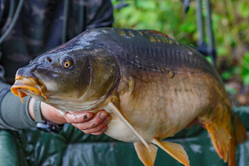 Carpfishing session at the Lake.lucky fisherman holding a giant common carp.Angler with a big carp fishing trophy.Fishing adventures.Fish trophy