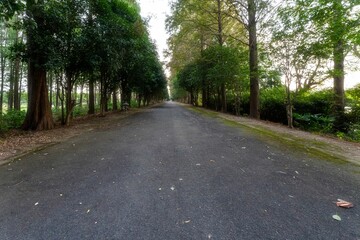 Asphalt road with dry leaves and green trees around in Shanghai, China