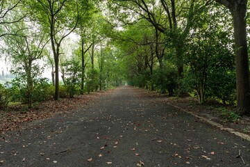 Natural view of a straight road with trees on both sides in Shanghai, China