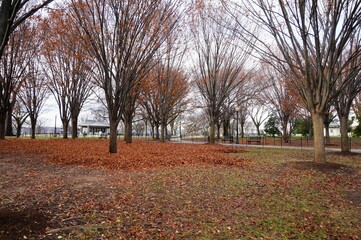 Naklejka premium Park with fallen leaves in autumn in Washington D.C., United States.