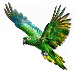 a parrot with a green and blue feathers has a white background.
