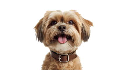 Happy Shih Tzu with Tongue Out