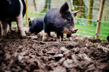 Group of black and pink piglets on a farm