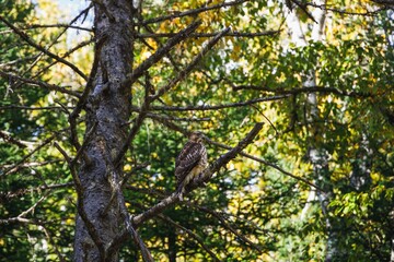 Low angle shot of a majestic broad-winged hawk on a tree branch in an evergreen forest