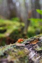 Closeup of Mushrooms in woodland