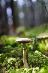 Closeup of Mushrooms in woodland