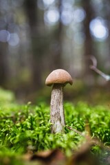 Closeup of Mushrooms in woodland